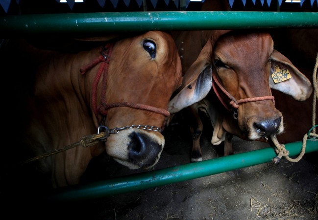 (Representational Image) cows