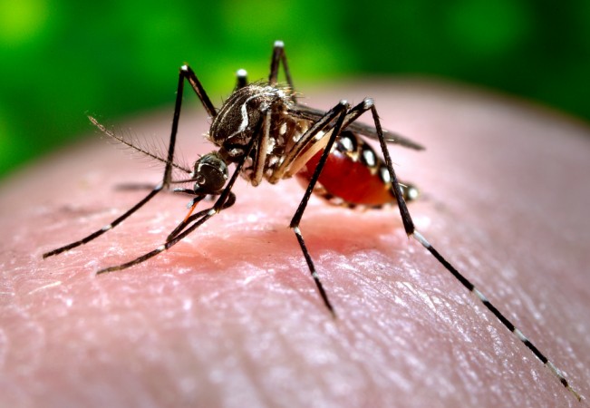 Dengue mosquito dengue mosquito
