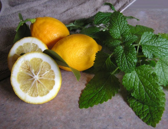 Lemon Lemon
