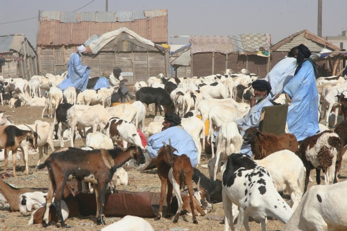 cattle makes up about 60% of all mammal life on Earth- the rest of it was killed off Cattle