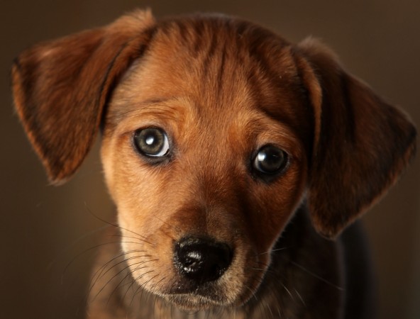 Representative image of a puppy Puppy