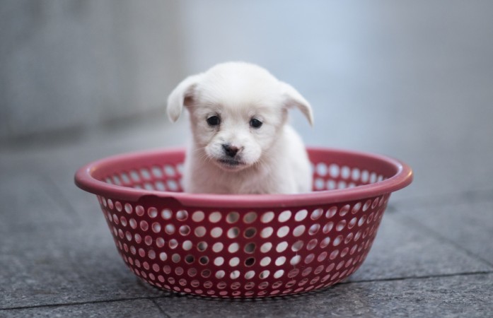 Representative image of a puppy Puppy
