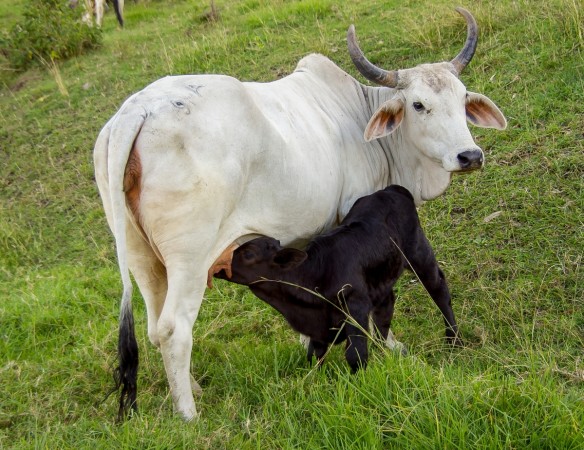 (Representational Image) cow