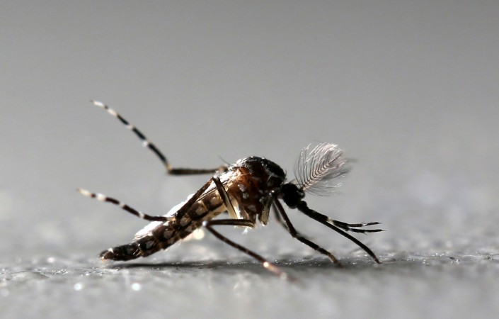 Aedes aegypti mosquito Aedes aegypti, Zika virus, cancer,