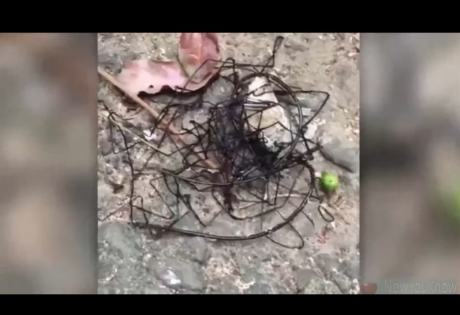alien creature, Taiwan, weird news,