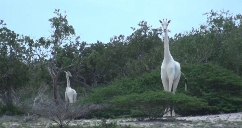 Rare white Giraffes spotted in Kenya White Giraffe