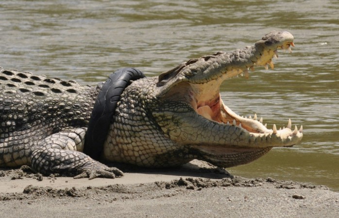 Crocodile