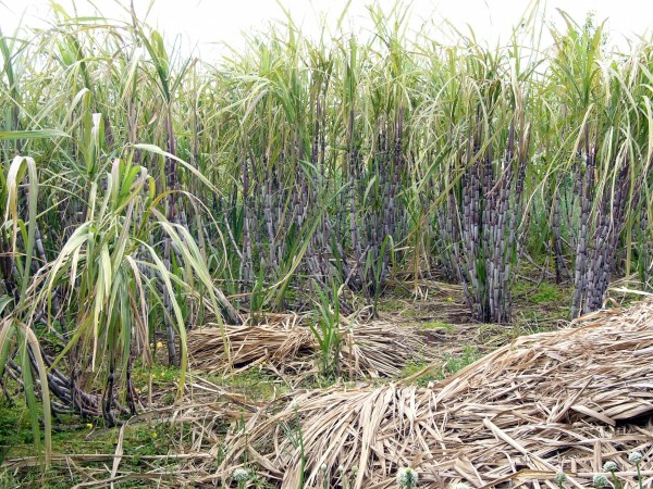 Sugarcane field (Representative Image) sugarcane field
