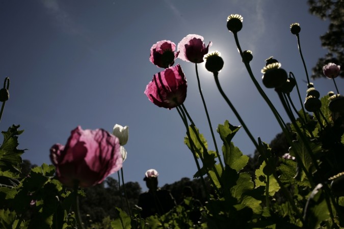 Poppy plants used to make heroin Heroin