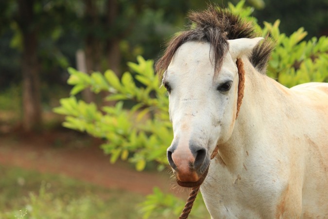 Picture for Representation horse
