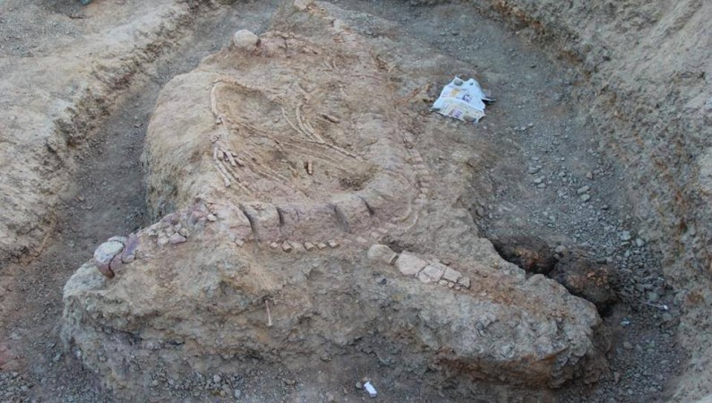 Fish Lizard, fossil, India, discovered,