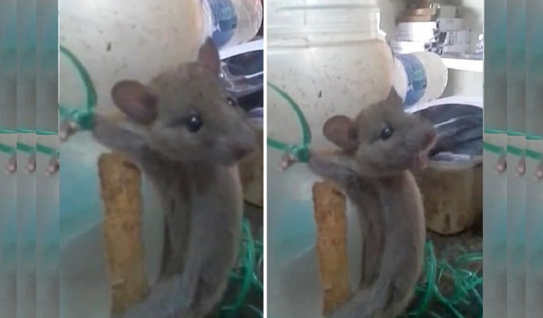 A mouse gets punished for 'stealing' food in Mysuru; video goes viral Mouse, viral video