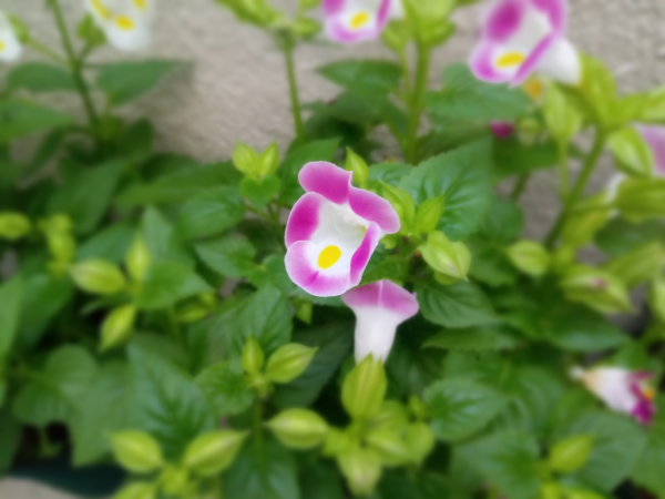 InFocus Turbo 5 Plus in Bokeh effect InFocus Turbo 5 Plus in Bokeh effect