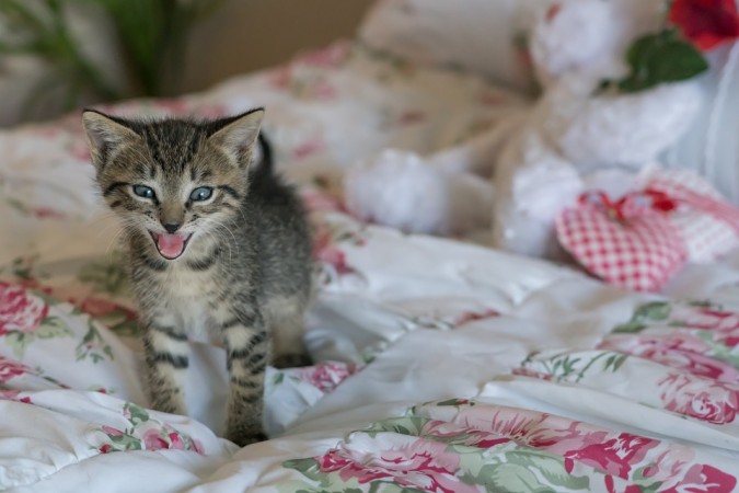 Representational Image cat