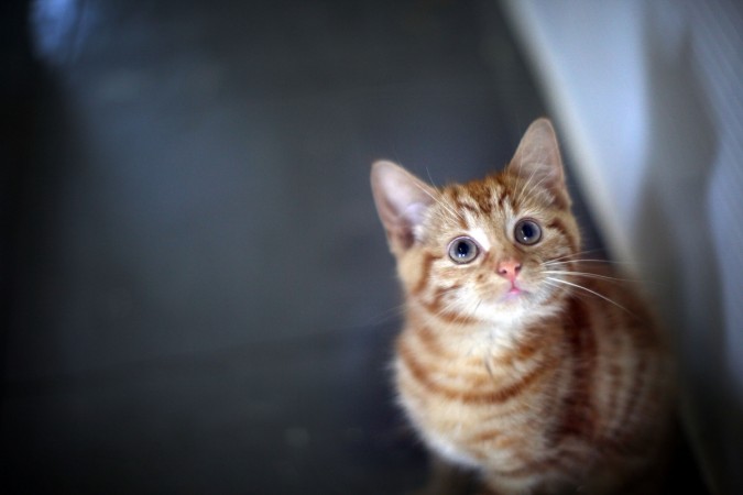 Representational Image Cats