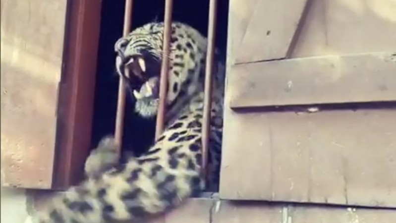The accused sprinkled insecticides on the carcass of the dead dog. Leopard mauls four people while roaming primary school