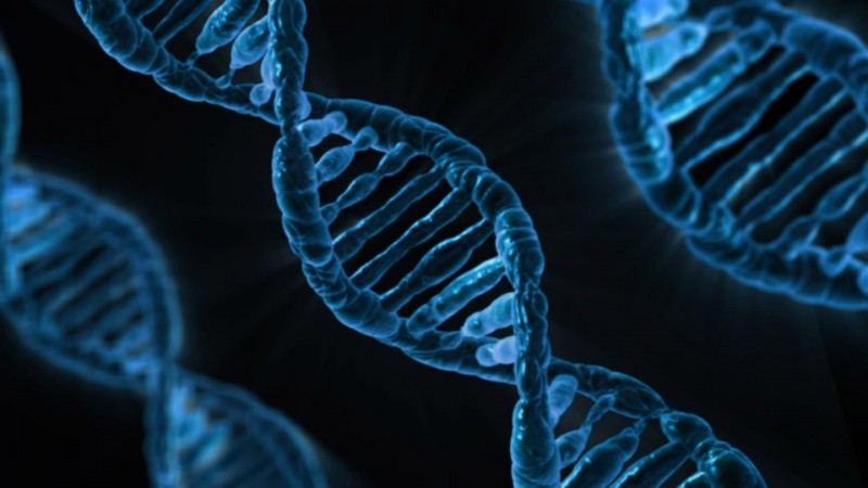 Scientists have rewritten the genomes of cloned horses by using a powerful DNA editing technique called CRISPR. DNA