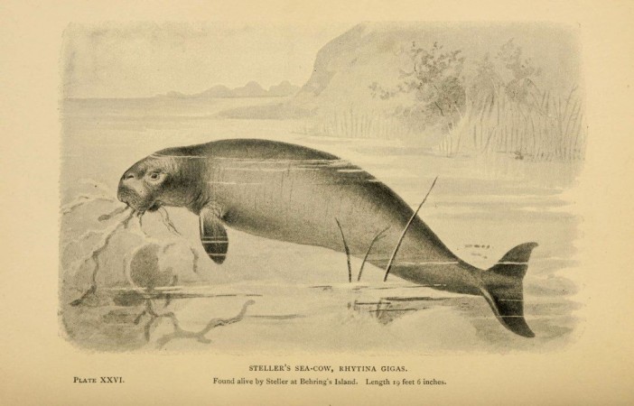 Sea cow sea cow