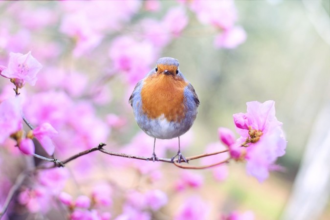 bird,