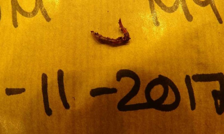 worm, Mars,
