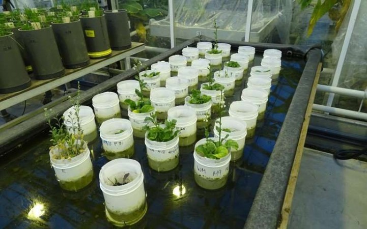 Overview of the pots with rucola and Mars soil simulant and Earth control. The two in front are trial pots with in front rucola and at direct behind flowering cress. The pots are standing in a water basin to cool the soil since the worms like it at 15 degrees centigrade, but the plants prefer 20 degrees Centigrade. Mars, crops, worms,