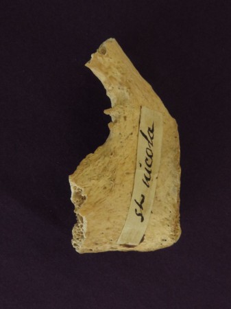 Relic of St Nicholas (pelvis fragment) at St. Martha of Bethany Church/Shrine of All Saints, Morton Grove IL, USA. Relic of St Nicholas