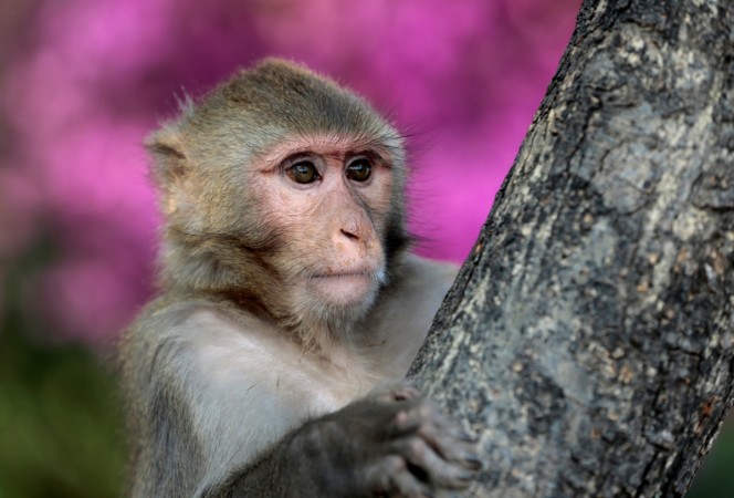 In the study, researchers trained monkeys to execute a task based on visual cues. monkey
