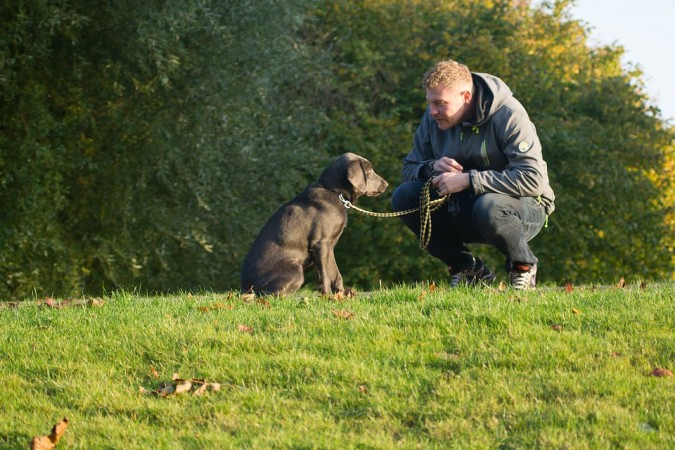 Representational Image dog