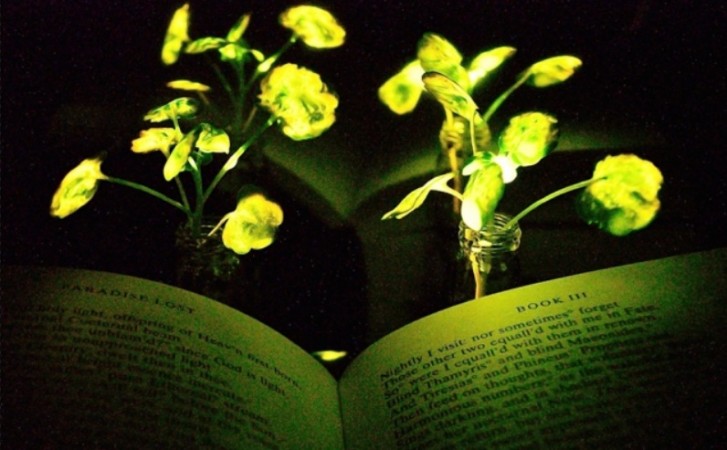 Illumination of a book ( Illumination of a book with the nanobionic light-emitting plants