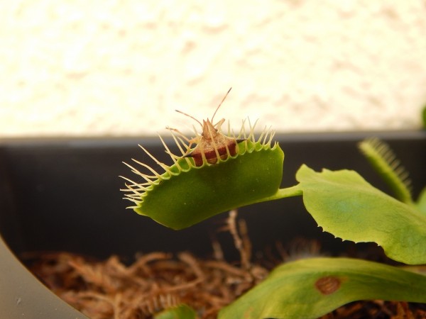 Anesthetics can temporarily cause plants to go still and unresponsive. Venus flytraps