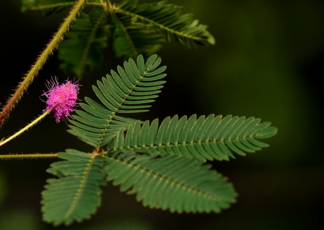 Plants react to anesthetics the same way that humans and animals do. Mimosa leaves