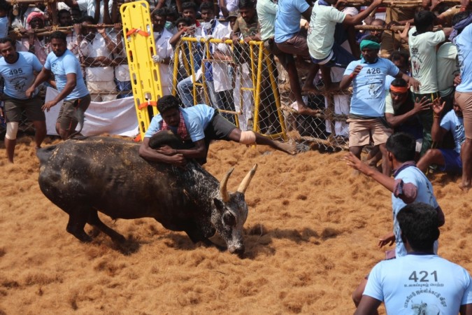 Jallikattu a popular and ancient bull-taming sport underway in Palamedu of Tamil Nadu's Madurai district on Feb 9, 2017 jallikattu1111