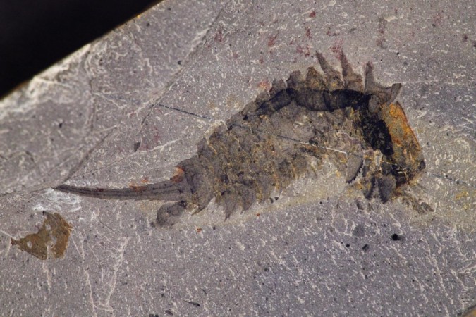 Fossil specimen of Habelia optata from the Royal Ontario Museum. Ancient sea predator