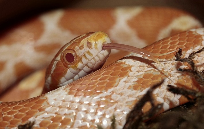 A deadly fungal disease may be infecting snakes worldwide. snake fungal disease
