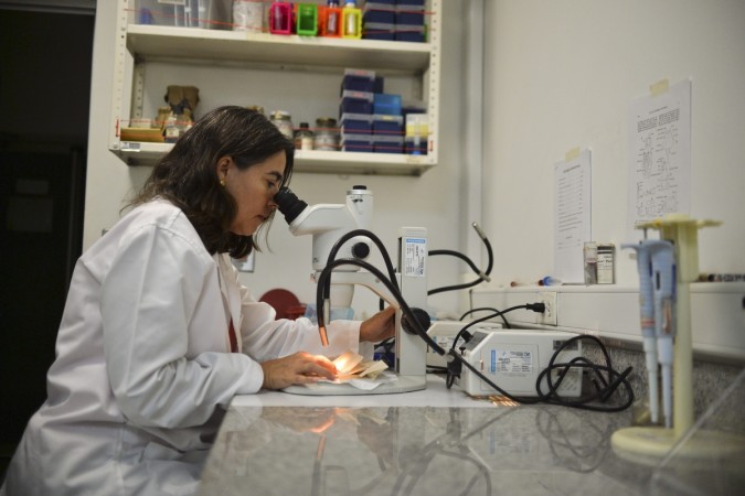 REPRESENTATIONAL PICTURE: Researcher Clara Ocampo, PhD, Leader and Coordinator of Research in Biology and Vector Control of the International Training and Medical Research Center (CIDEIM) looks through a microscope eggs of Aedes Aegypti mosquitos on January 25, 2016, in Cali, Colombia. Virus bacteria