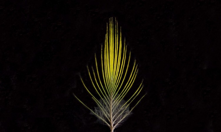 The male golden-crowned manakin has evolved yellow feathers, likely as a way to attract potential female mates. golden-crowned manakin