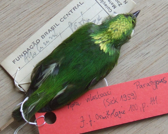 The golden-crowned manakin is identified to be the first known hybrid bird species from the Amazon. hybrid bird species