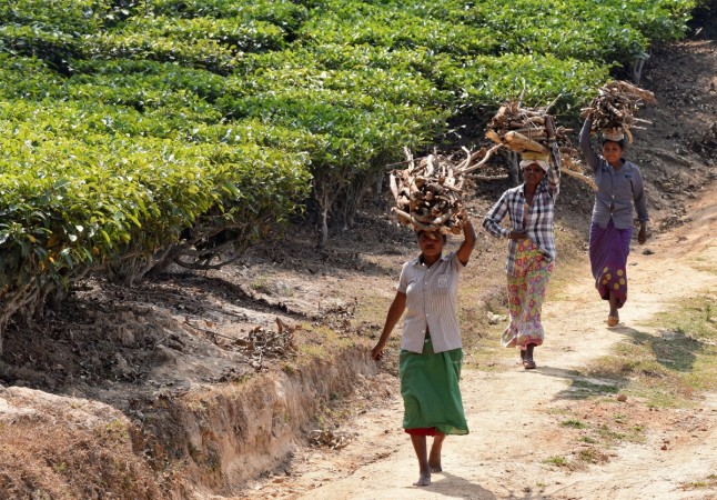 Women carry firewood at a tea estate in Nagaon district, in the northeastern state of Assam, India February 17, 2017 Assam