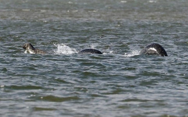 Loch Ness Monster,