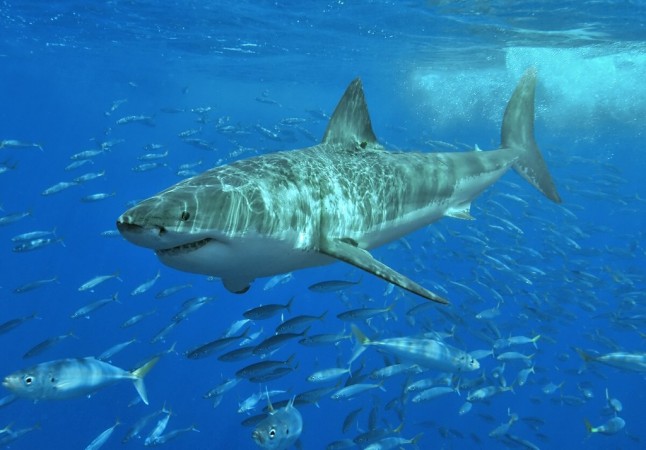 Rare intersex shark discovered off the coast of Taiwan. intersex shark discovered