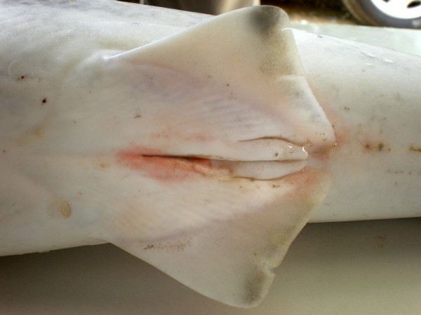 Detail of external male parts (claspers) of sharks. intersex shark
