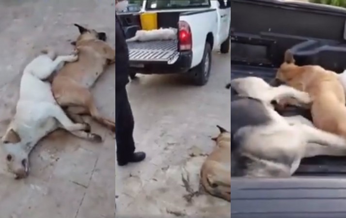Screenshot of stray dogs poisoned in Lebanon. Stray Dogs in Lebanon