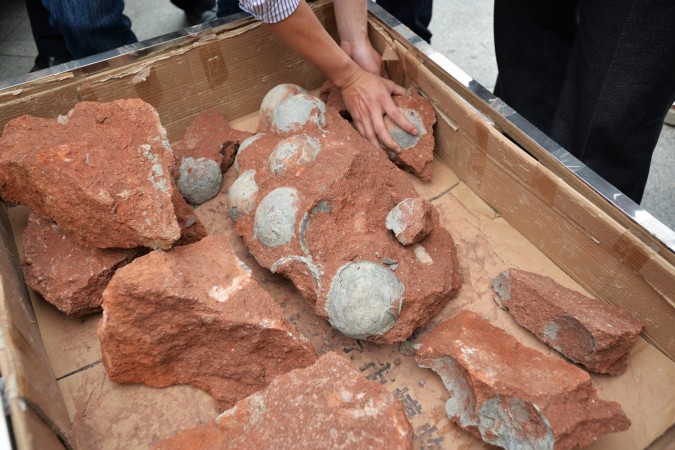 Real life Jurassic Park in China? Dozens of well-preserved dinosaur