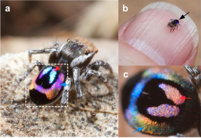 A miniature peacock spider with rainbow-iridescence. a) An adult male Maratus robinsoni. b) A M. robinsoni resting on a human fingernail. c) A zoom-in view of the same spider abdomen. peacock spider with rainbow