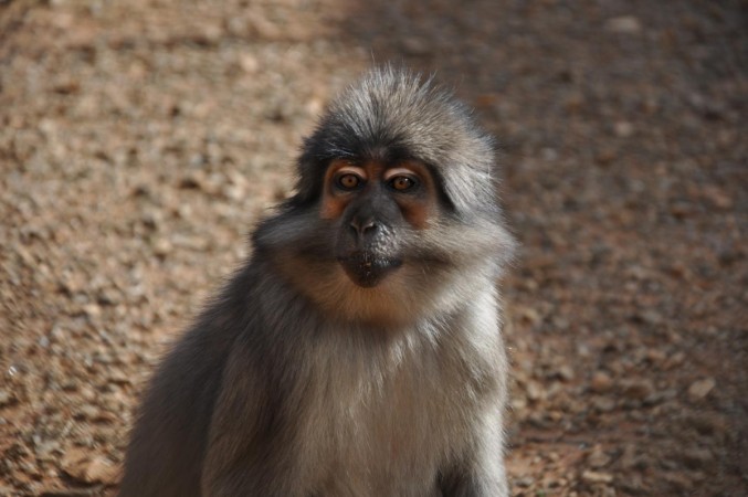Sooty mangabey, a monkey species found in West Africa, may help researchers find a cure for AIDS. Sooty mangabey