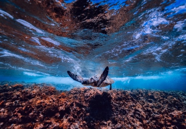 The oxygen in the so-called marine life