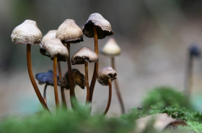 Representational image. mushrooms
