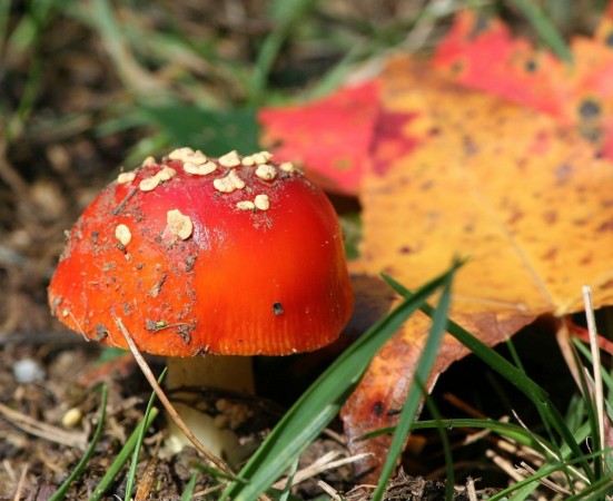 Representational image mushrooms