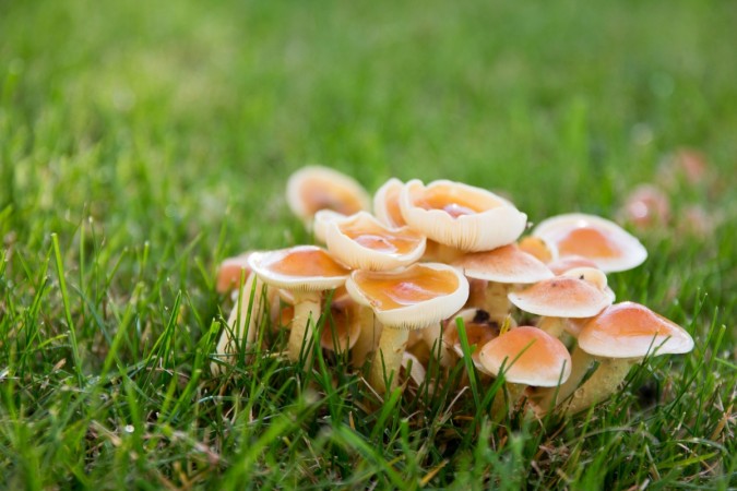 Representational image. mushrooms