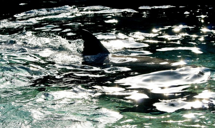 Representational Image Shark